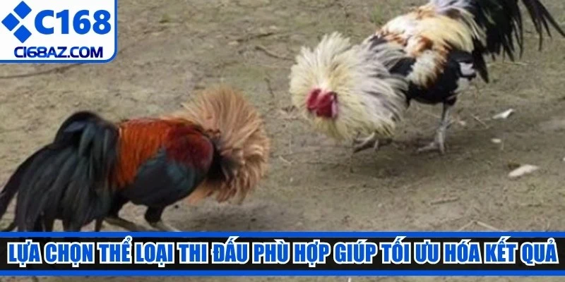 Lựa chọn thể loại thi đấu phù hợp giúp tối ưu hóa kết quả cá cược đá gà