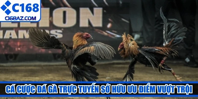 Cá cược đá gà trực tuyến sở hữu những ưu điểm vượt trội 