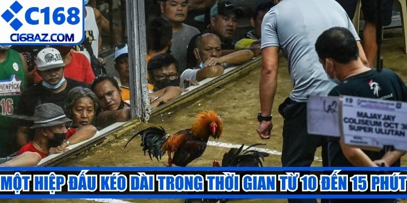 Một hiệp đấu đá gà Campuchia kéo dài trong thời gian từ 10 đến 15 phút