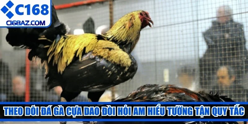 Theo dõi đá gà cựa dao đòi hỏi bạn phải am hiểu tường tận các quy tắc