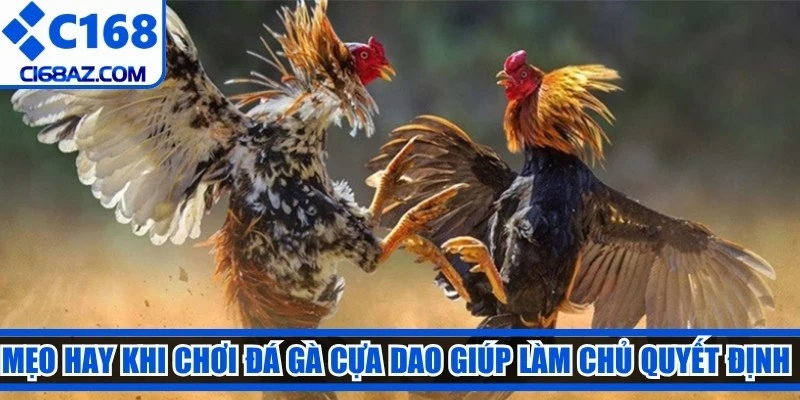 Mẹo hay khi chơi đá gà cựa dao giúp bạn làm chủ mọi quyết định đầu tư