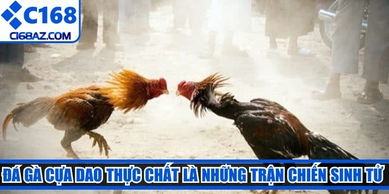 Đá gà cựa dao thực chất là những trận chiến sinh tử quyết liệt