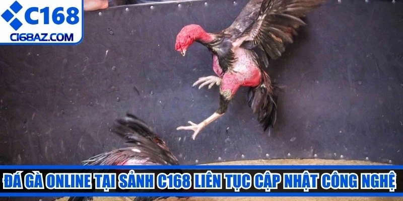Đá gà online tại sảnh C168 liên tục cập nhật các công nghệ tối tân
