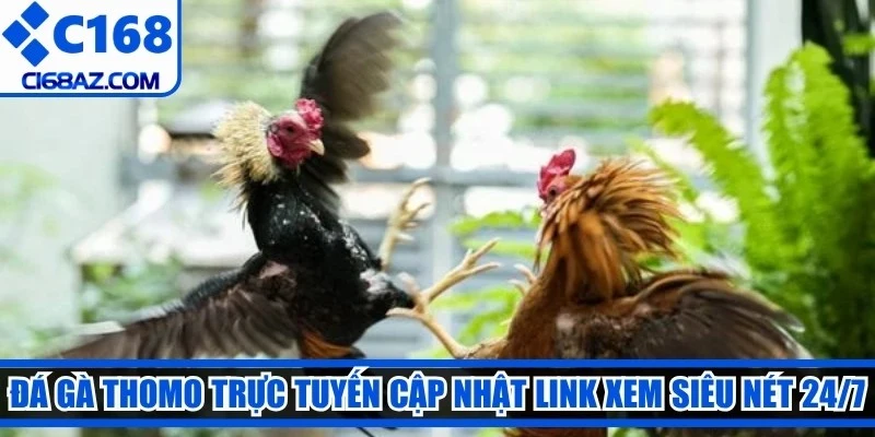 Đá gà Thomo trực tuyến cập nhật link xem siêu nét 24/7