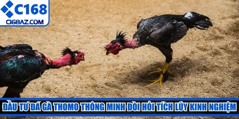 Đầu tư đá gà Thomo thông minh đòi hỏi phải tích lũy kinh nghiệm