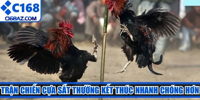 Trận chiến cựa sắt thường kết thúc nhanh chóng hơn