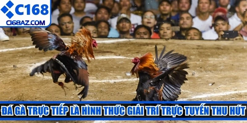 Đá gà trực tiếp là hình thức giải trí trực tuyến thu hút nhiều người xem