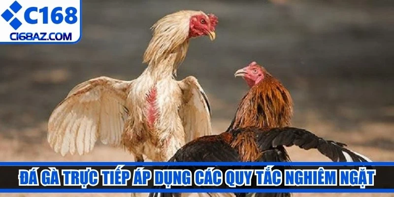 Đá gà trực tiếp áp dụng các quy tắc nghiêm ngặt 