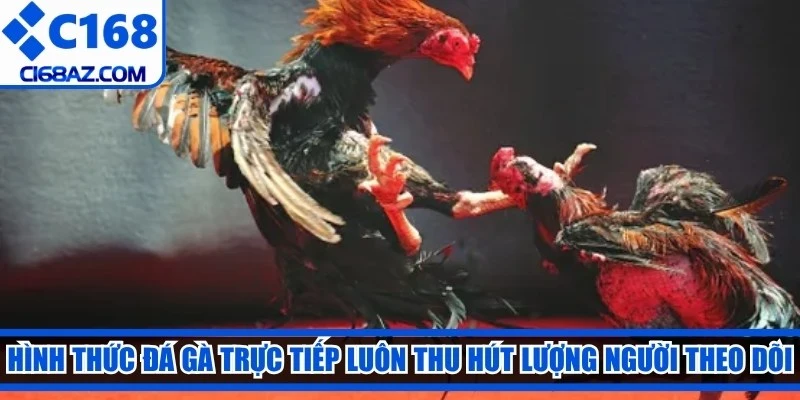 Hình thức đá gà trực tiếp luôn thu hút lượng người theo dõi khổng lồ