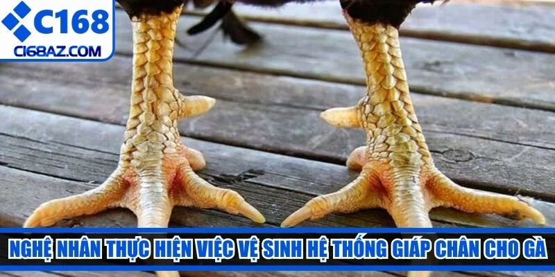 Nghệ nhân thực hiện việc vệ sinh hệ thống giáp chân cho gà vảy rồng cẩn thận