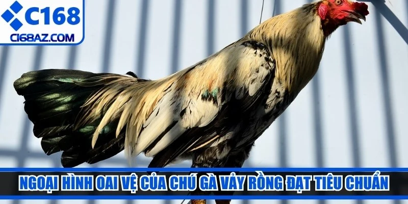 Ngoại hình oai vệ của chú gà vảy rồng đạt tiêu chuẩn cao