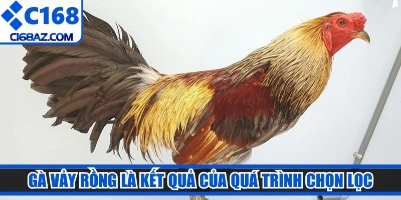 Gà vảy rồng là kết quả của quá trình chọn lọc, lai tạo vô cùng công phu