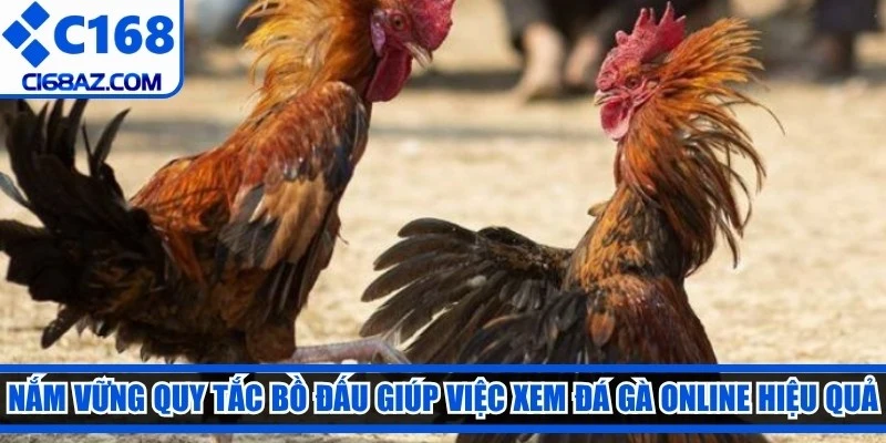 Nắm vững quy tắc bồ đấu giúp việc xem đá gà online hiệu quả hơn