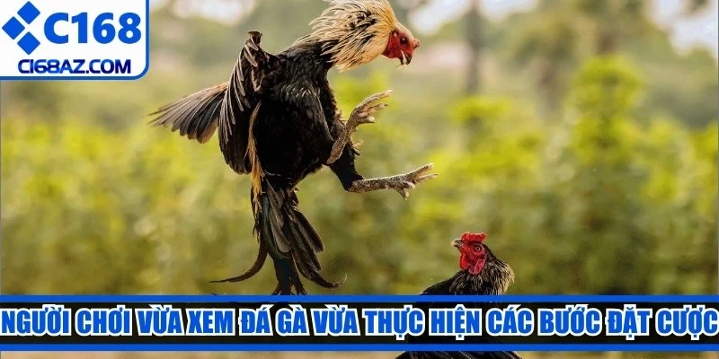 Người chơi vừa xem đá gà vừa thực hiện các bước đặt cược dễ dàng