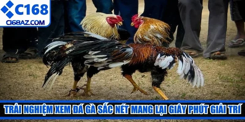 Trải nghiệm xem đá gà sắc nét mang lại giây phút giải trí tuyệt vời